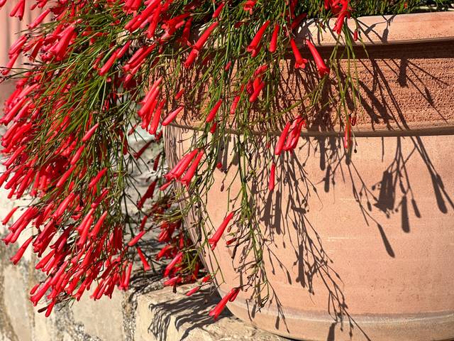 Fontaine de corail (Russelia equisetiformis) en pot