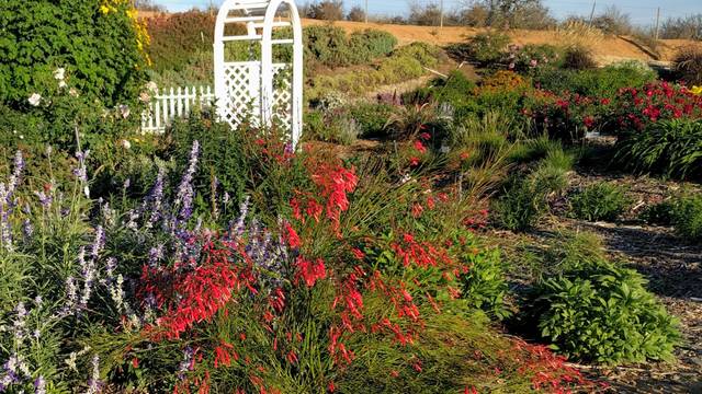 Russelia equisetiformis (Fontaine de corail) en massif avec Salvia farinacea 'Lavender Fields'