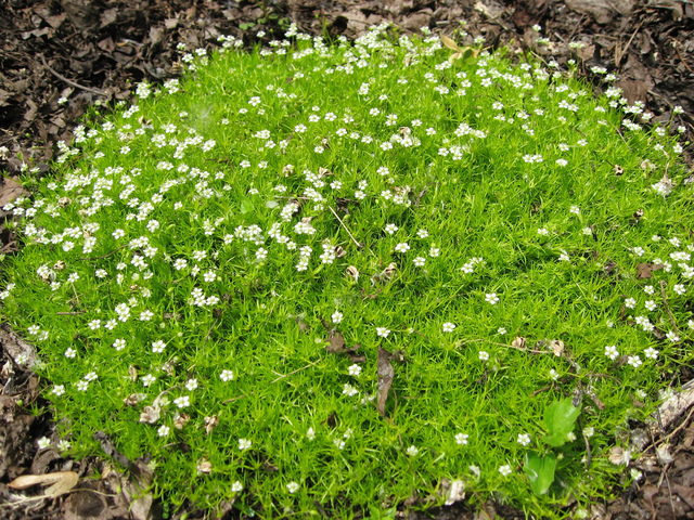 Coussin fleuri de sagine