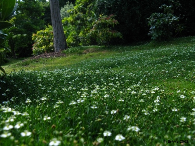 Sagine dans un jardin japonais