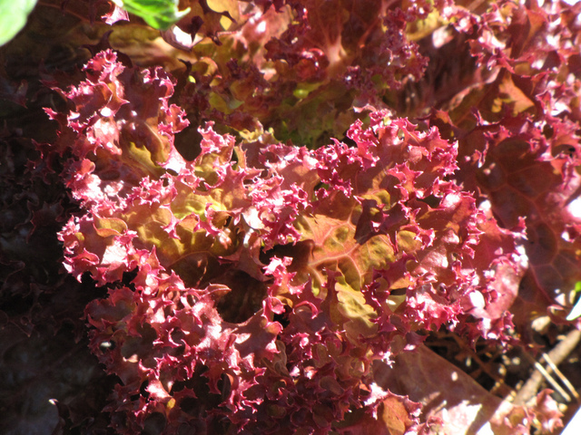 Salade 'Lollo Rossa'