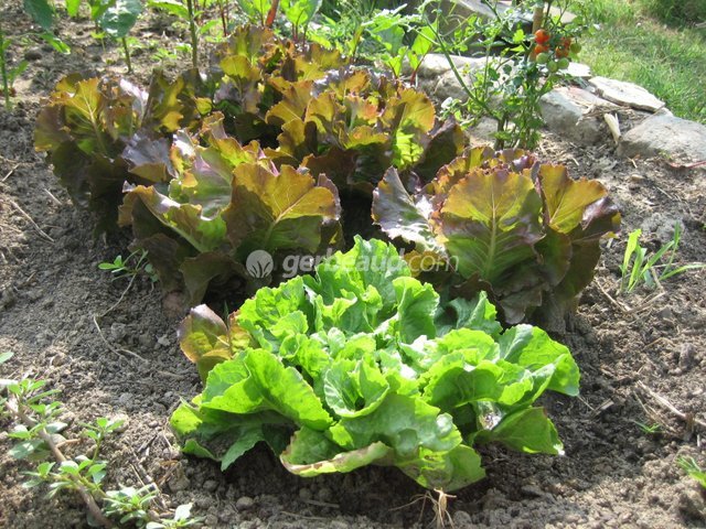 Salades au potager