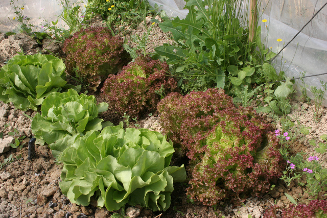 Salades au potager