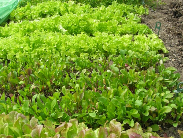 Variétés de salades