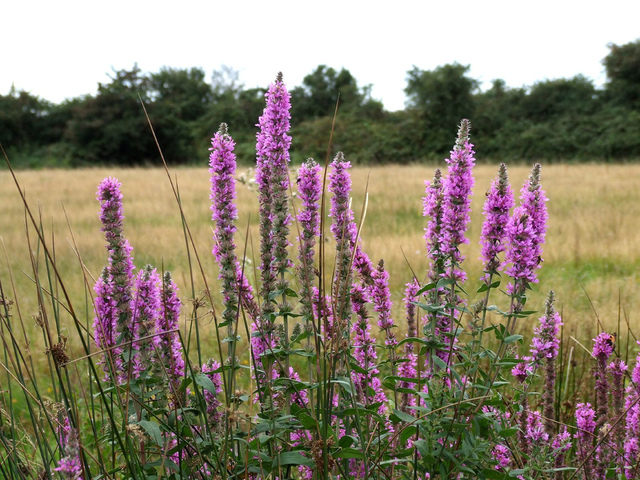 Salicaire (Lythrum salicaria)