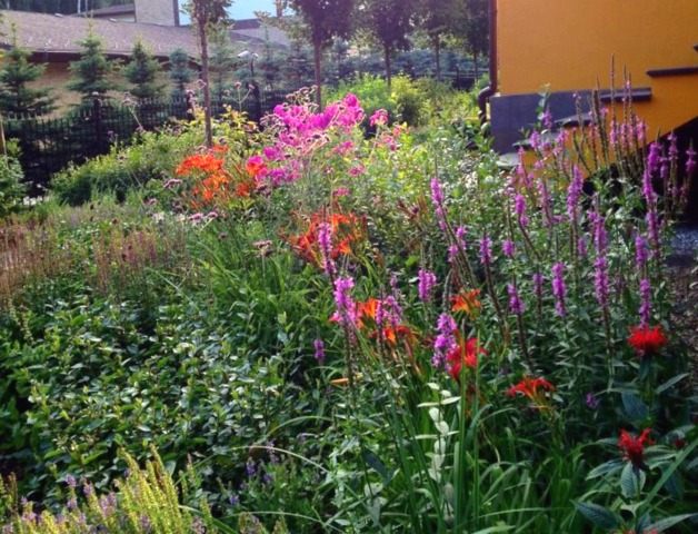 Salicaire (Lythrum salicaria) dans un massif