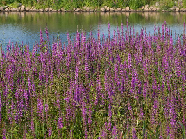 Salicaire (Lythrum salicaria) au bord d'un étang