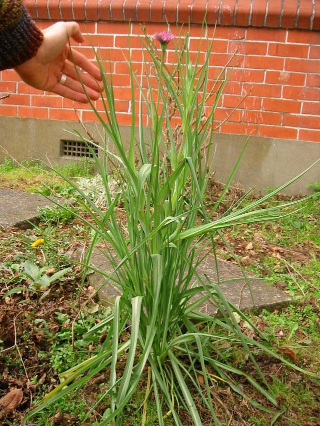 Pied de salsifis au jardin