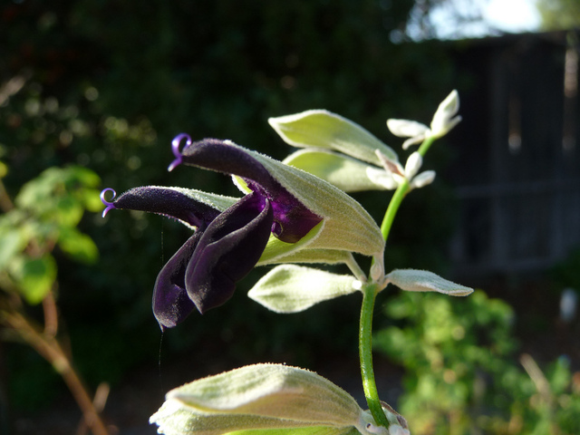 Salvia discolor