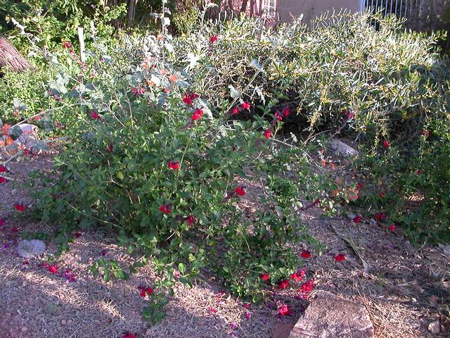 Salvia greggii