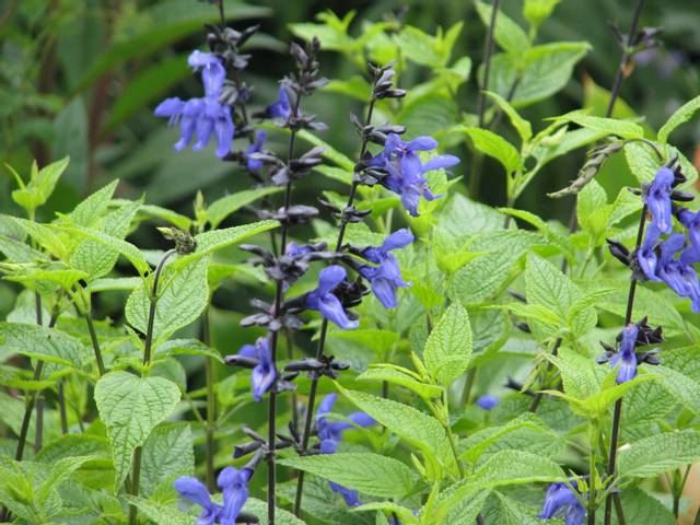 Salvia guaranitica