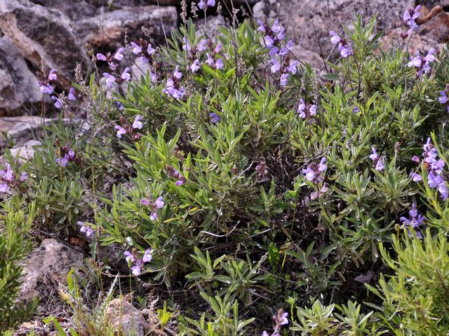 Salvia lavandulifolia