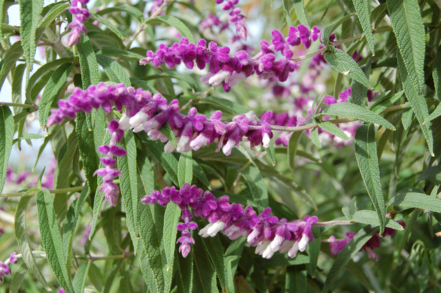 Salvia leucantha