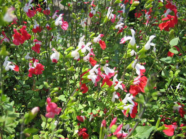 Salvia microphylla 'Hot Lips'