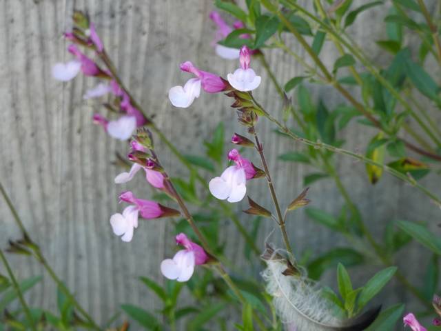 Salvia microphylla