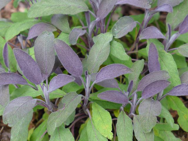 Salvia officinalis 'Purpurea'