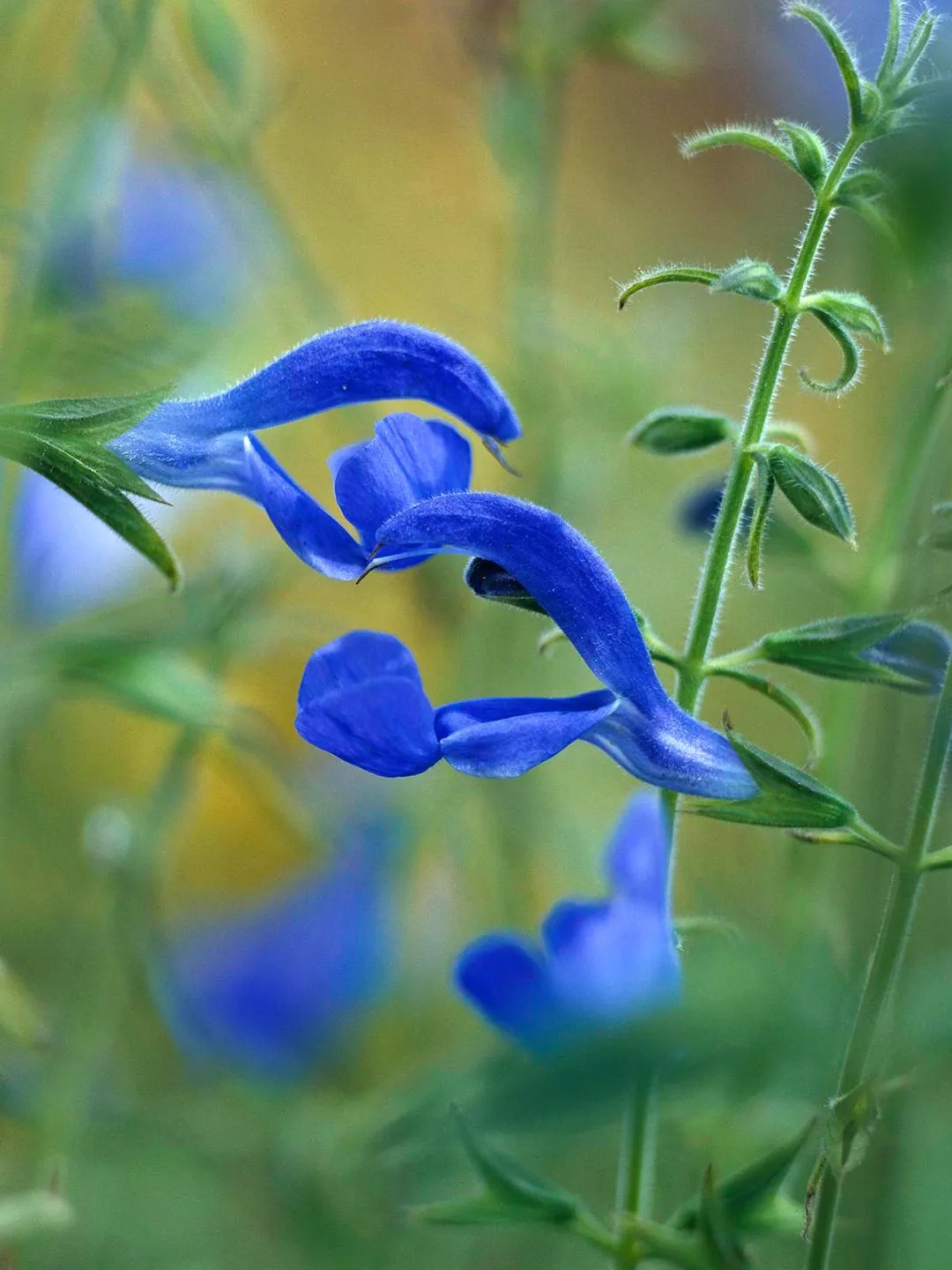 Fleur de Salvia patens 'Blue Angel'