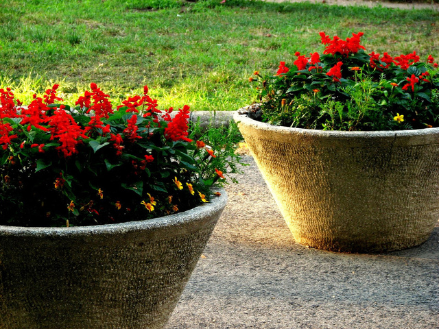 Salvia splendens en vasque