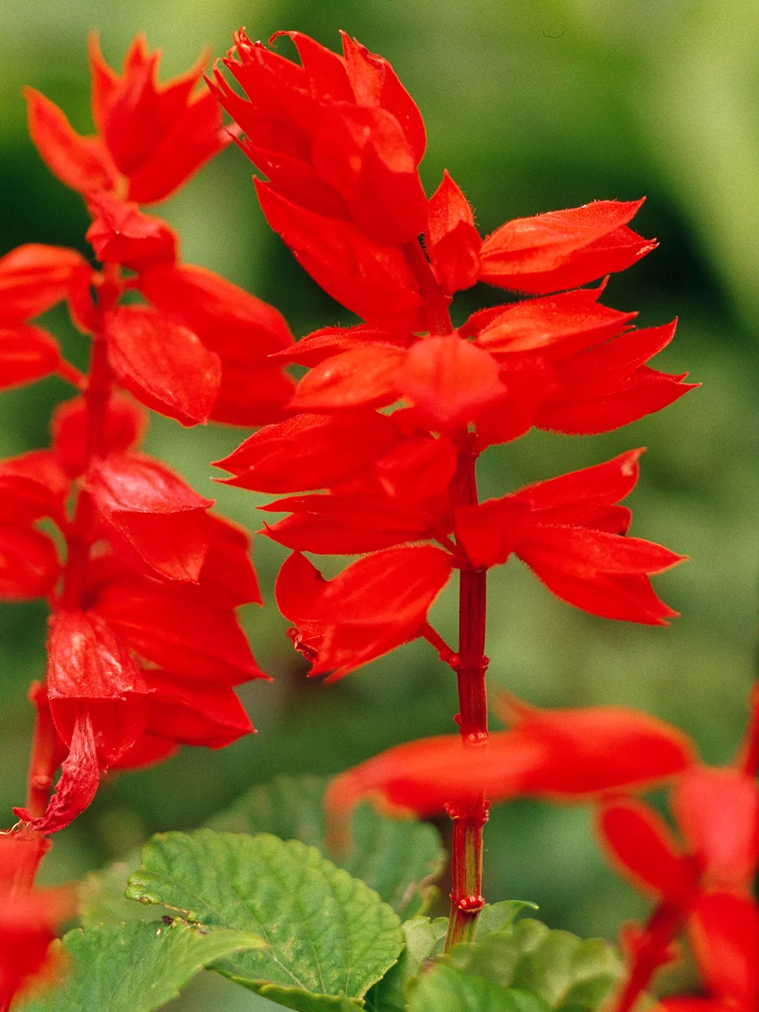 Salvia splendens 'Red Hot Sally'