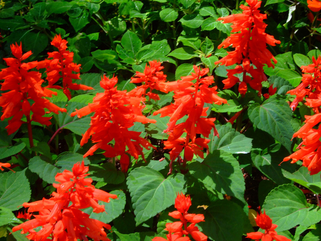 Sauge annuelle (salvia splendens)