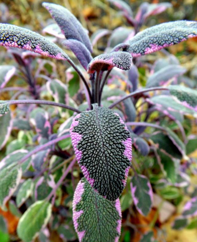 Salvia tricolor