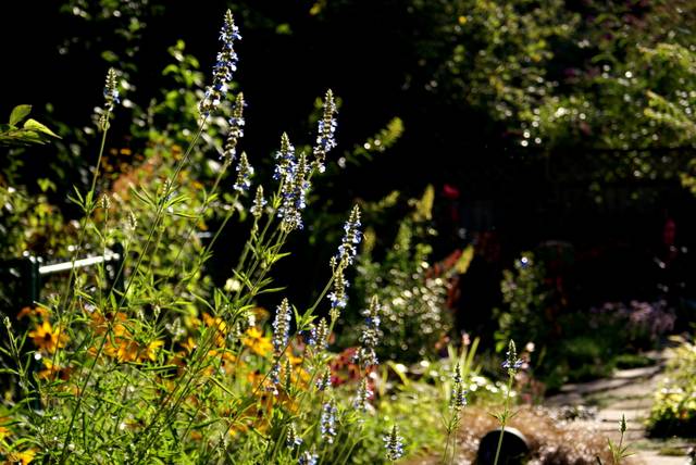 Sauge des marais (salvia uliginosa) en fin d'été