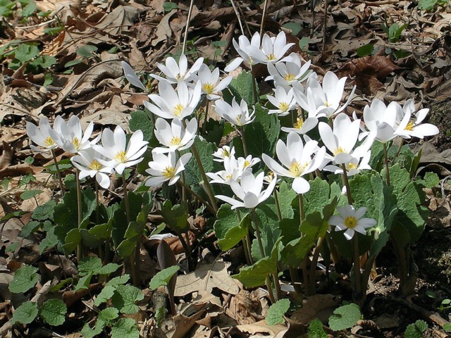 Sanguinaire du Canada (Sanguinaria canadensis)