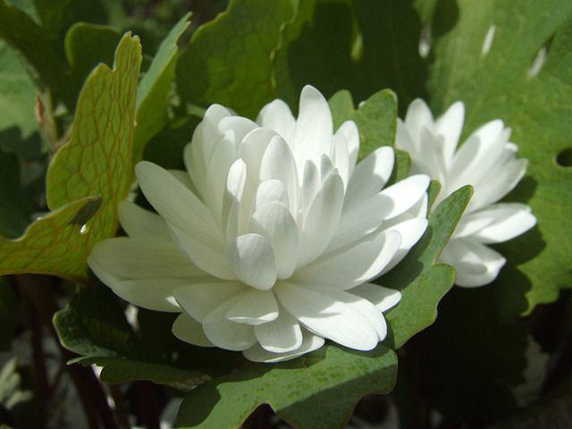 Sanguinaria canadensis 'Plena'