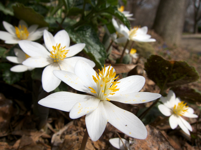 Sanguinaria canadensis