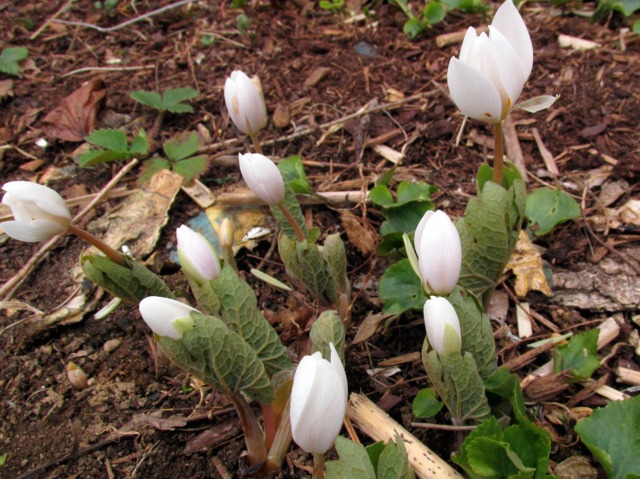 Sanguinaria canadensis en boutons