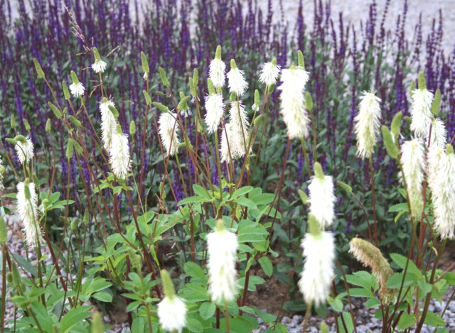 Sanguisorba canadensis