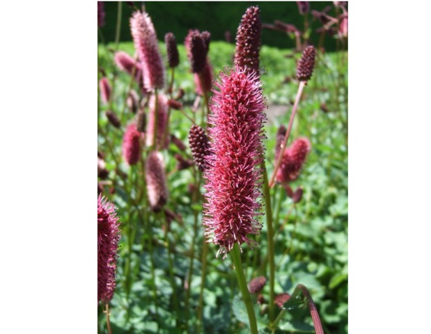 Sanguisorba menziesii