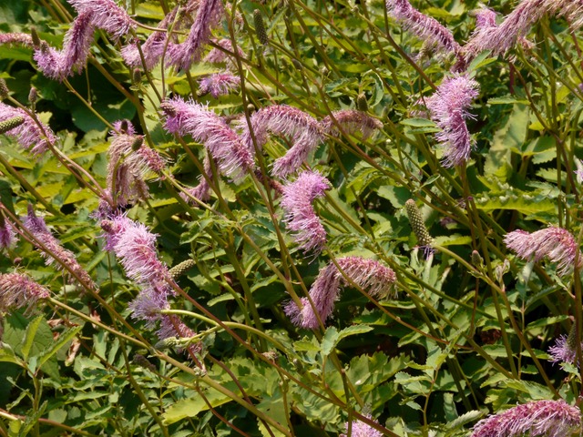 Sanguisorba obtusa