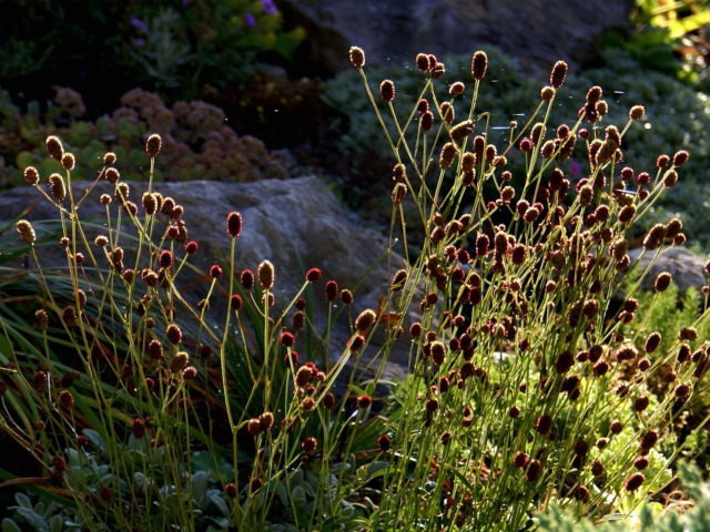 Sanguisorba officinalis 'Tanna' en septembre