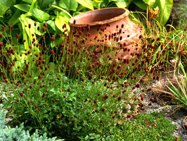 Sanguisorba officinalis 'Tanna'