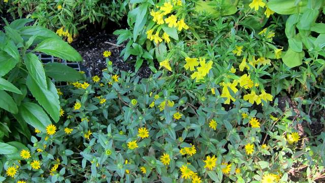 Sanvitalia procumbens 'Tsavo Yellow Ice'