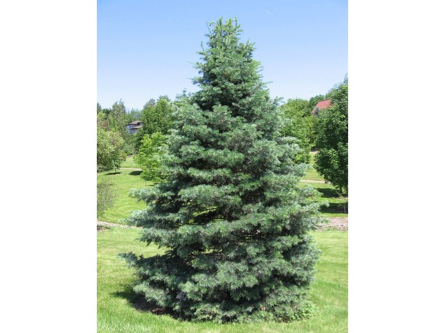 Sapin (Abies concolor)