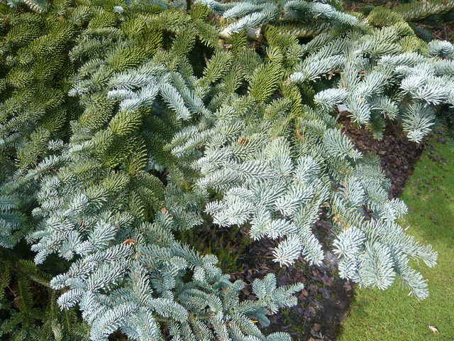 Sapin - Abies procera glauca