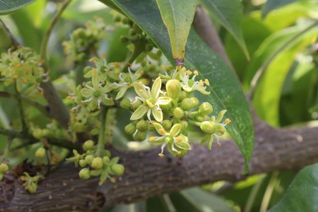 Floraison du sapotier blanc (Casimiroa edulis)