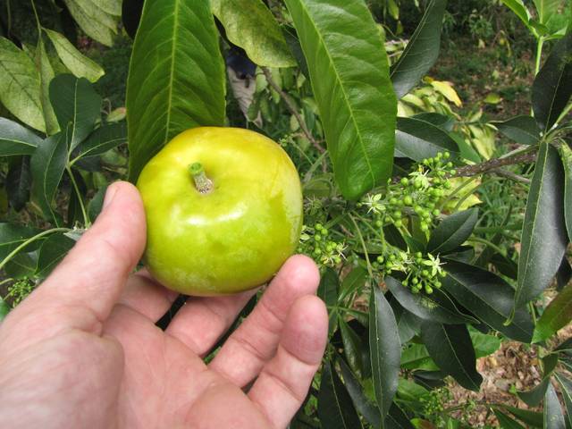 Fruit du sapotier