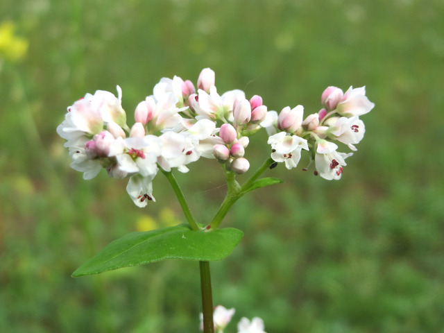 Sarrasin : fleurs