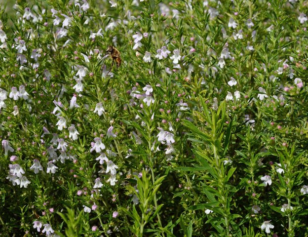 Sarriette en fleurs