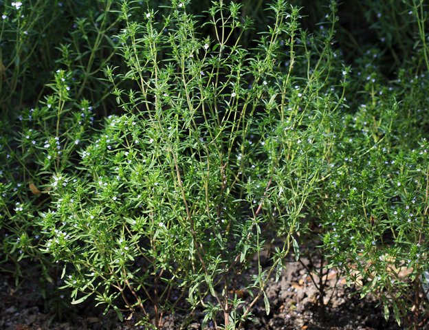 Sarriette annuelle (satureja hortensis)