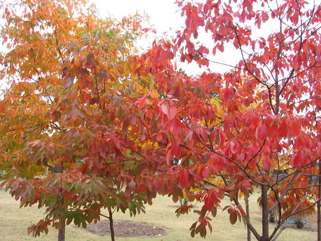 Sassafras albidum en octobre