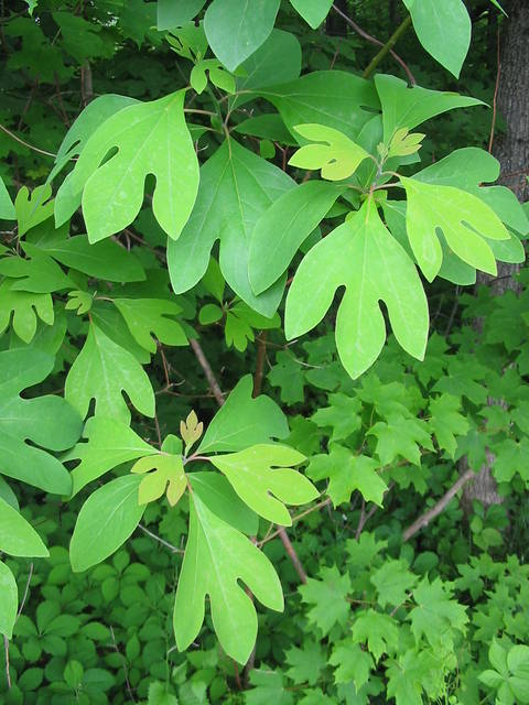 Sassafras albidum : feuillage au printemps