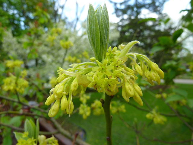 Sassafras albidum : fleurs