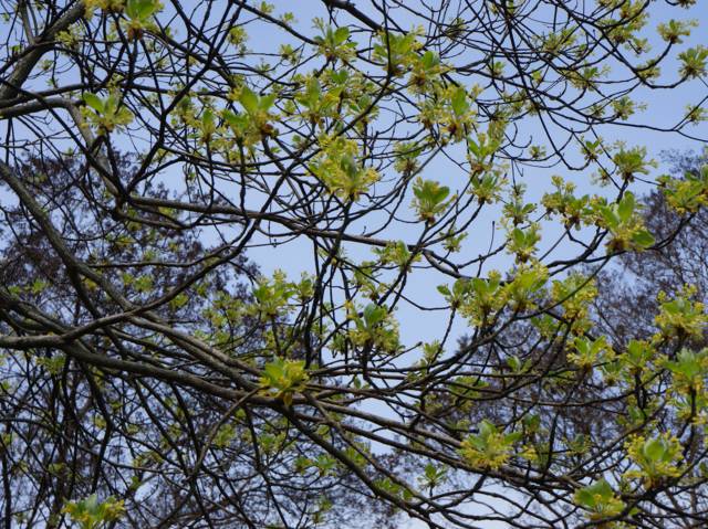 Sassafras albidum : floraison en avril