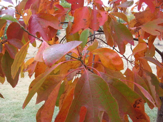 Sassafras albidum