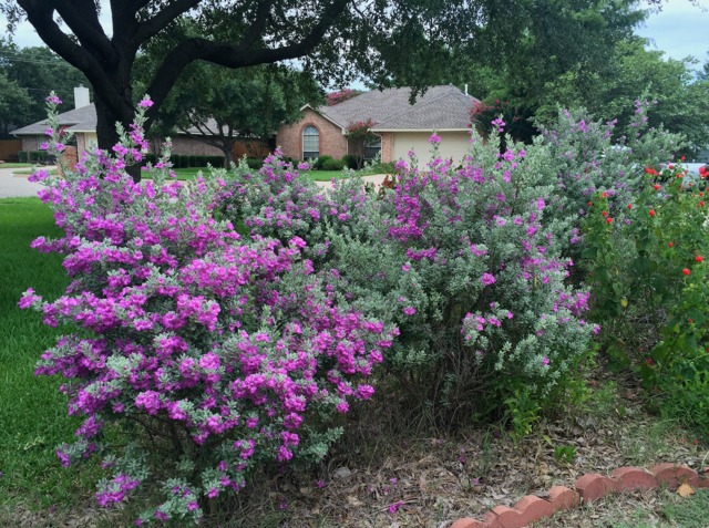 Sauge du désert, Leucophyllum frutescens, en fleurs