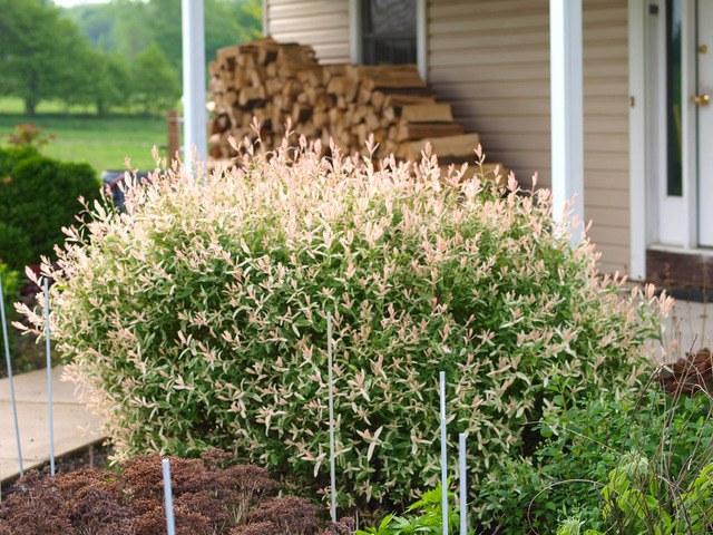 Saule crevette - Salix integra 'Flamingo'